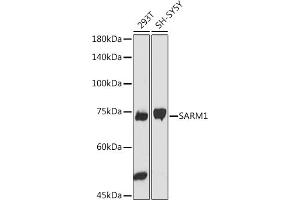Western blot analysis of extracts of various cell lines, using S antibody (ABIN7270591) at 1:1000 dilution. (SARM1 抗体)