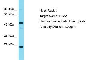 Host: Rabbit Target Name: PHAX Sample Tissue: Human Fetal Liver Antibody Dilution: 1ug/ml (PHAX 抗体  (Middle Region))