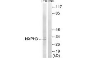 Western blot analysis of extracts from HT-29 cells, using NXPH3 Antibody. (NXPH3 抗体  (AA 158-207))