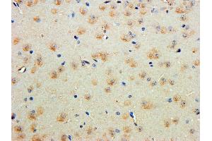 ABIN1781839 (5ug/ml) staining of paraffin embedded Mouse Cerebral Cortex. (Contactin 1 抗体  (AA 585-870))