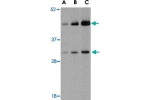 Western blot analysis of TARDBP in HeLa cell lysate with TARDBP polyclonal antibody  at (A) 0. (TARDBP 抗体  (C-Term))