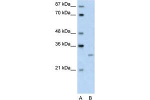 Western Blotting (WB) image for anti-Cellular Repressor of E1A-Stimulated Genes 1 (CREG1) antibody (ABIN2461706) (CREG1 抗体)