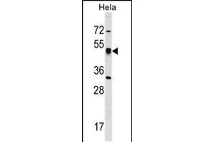 Western blot analysis in Hela cell line lysates (35ug/lane). (CRTAP 抗体  (N-Term))