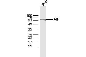 Mouse Liver lysates probed with AIF Polyclonal Antibody, unconjugated  at 1:300 overnight at 4°C followed by a conjugated secondary antibody at 1:10000 for 60 minutes at 37°C. (AIF 抗体  (AA 131-230))