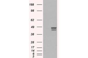 Image no. 2 for anti-Interferon Regulatory Factor 2 (IRF2) (C-Term) antibody (ABIN374254) (IRF2 抗体  (C-Term))