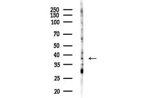 Western blot analysis of lysates from Mouse brain, using SDR16C5 Antibody at 1/1000 dilution.