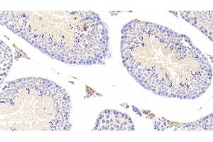 Detection of CTSS in Mouse Testis Tissue using Polyclonal Antibody to Cathepsin S (CTSS) (Cathepsin S 抗体  (AA 123-339))