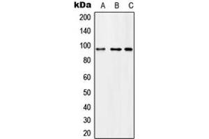 Western blot analysis of Microcephalin expression in U251MG (A), SP2/0 (B), H9C2 (C) whole cell lysates. (MCPH1 抗体  (N-Term))