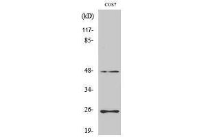 Western Blotting (WB) image for anti-Transforming Growth Factor, beta 3 (TGFB3) (Internal Region) antibody (ABIN3177704) (TGFB3 抗体  (Internal Region))
