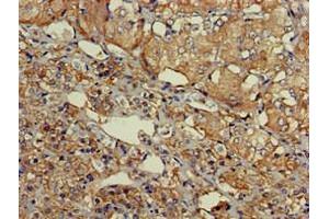 Immunohistochemistry of paraffin-embedded human adrenal gland tissue using ABIN7164181 at dilution of 1:100 (SLU7 抗体  (AA 138-310))