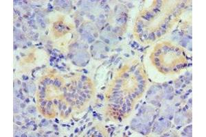 Immunohistochemistry of paraffin-embedded human pancreatic tissue using ABIN7173799 at dilution of 1:100 (TNFSF13 抗体  (AA 105-247))