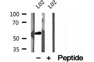 Western blot analysis of extracts of L02 cells, using NEU4 antibody. (Sialidase 4 抗体  (Internal Region))