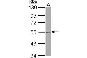 Western Blotting (WB) image for anti-SH3-Domain Binding Protein 5 (SH3BP5) (AA 193-455) antibody (ABIN1500917) (SH3BP5 抗体  (AA 193-455))