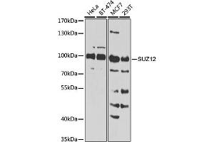 Western blot analysis of extracts of various cell lines, using SUZ12 Antibody (ABIN6127300, ABIN6148752, ABIN6148754 and ABIN7101816) at 1:1000 dilution. (SUZ12 抗体  (AA 470-739))