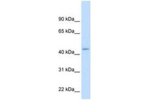 Image no. 2 for anti-Nuclear Receptor Subfamily 1, Group I, Member 3 (NR1I3) (N-Term) antibody (ABIN205086) (NR1I3 抗体  (N-Term))