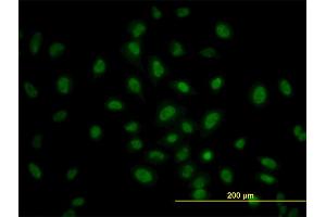 Immunofluorescence (IF) image for anti-Protein Kinase, AMP-Activated, alpha 1 Catalytic Subunit (PRKAA1) (AA 451-550) antibody (ABIN519164)