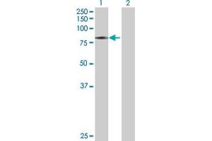 Western Blot analysis of CAMK2G expression in transfected 293T cell line by CAMK2G MaxPab polyclonal antibody. (CAMKII gamma 抗体  (AA 1-527))