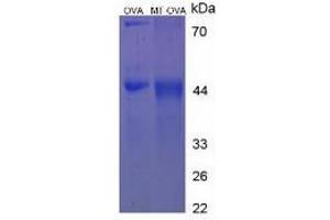 SDS-PAGE of Protein Standard from the Kit (OVA-MT).