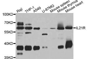 Western blot analysis of extracts of various cell lines, using IL21R antibody (ABIN5975555) at 1/1000 dilution. (IL21 Receptor 抗体)