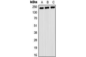 Western blot analysis of Myosin 9 expression in A549 (A), rat testis (B), PC12 (C) whole cell lysates. (Myosin 9 抗体  (C-Term))