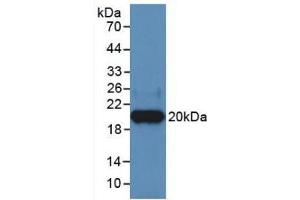 Western Blot; Sample: Recombinant HPA, Human. (HPSE 抗体  (AA 400-543))