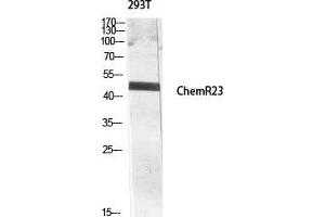 Western Blot (WB) analysis of 293T lysis using ChemR23 antibody. (CMKLR1 抗体  (Internal Region))