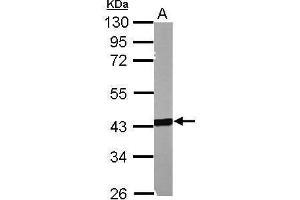 WB Image Sample (50 ug of whole cell lysate) A: mouse muscle 10% SDS PAGE antibody diluted at 1:1000 (MSL3 抗体  (Center))
