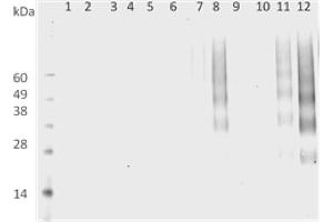 DMPO Western Blot. (DMPO 抗体 (Biotin))