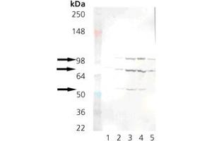Western blot analysis: Lane 1: Grp78 (BiP) recombinant protein , Lane 2: RK-13, Lane 3: Mouse liver microsomes, Lane 4: Rat liver microsomes, Lane 5: HeLa Cell Lysate (heat shocked) . (KDEL 抗体  (AA 649-654))
