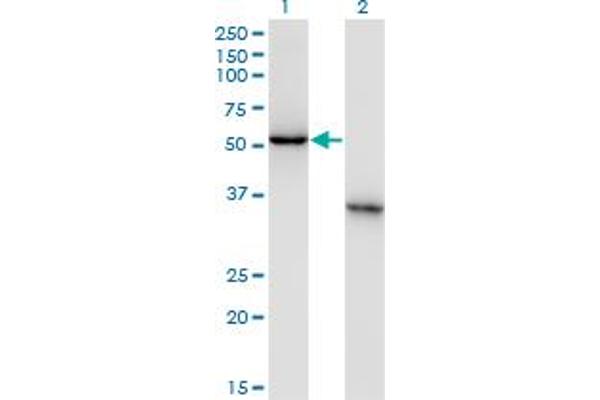 NXF3 anticorps  (AA 1-100)