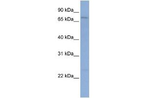 WB Suggested Anti-PCDHGB1 Antibody Titration:  0. (PCDHGB1 抗体  (N-Term))