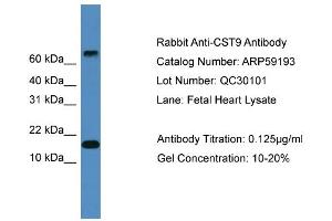 WB Suggested Anti-CST9  Antibody Titration: 0. (CST9 抗体  (Middle Region))