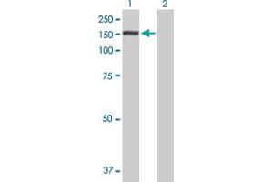 Western Blot analysis of PUM1 expression in transfected 293T cell line by PUM1 MaxPab polyclonal antibody. (PUM1 抗体  (AA 1-1186))