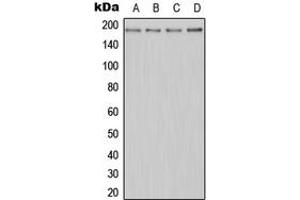 Western blot analysis of MERTK expression in Jurkat (A), HeLa (B), Raw264. (MERTK 抗体  (N-Term))