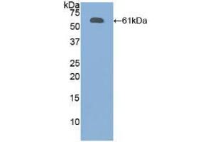 Western blot analysis of recombinant Human FBN1. (Fibrillin 1 抗体  (AA 449-711))
