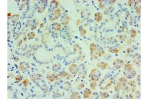 Immunohistochemistry of paraffin-embedded human salivary pland tissue using ABIN7149005 at dilution of 1:100 (CST4 抗体  (AA 21-141))