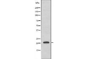 MRPL35 抗体  (Internal Region)