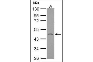 Sample (20 µg ). (OCT4 抗体)