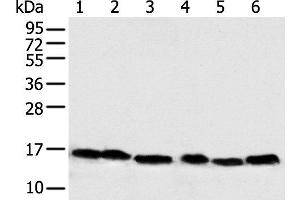 Western blot analysis of 293T Hela PC-3 Lncap and 231 cell Human fetal muscle tissue using NDUFB6 Polyclonal Antibody at dilution of 1:500 (NDUFB6 抗体)
