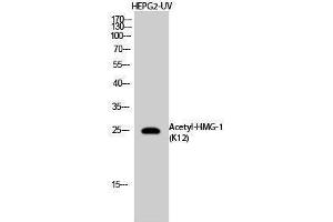 Western Blotting (WB) image for anti-High Mobility Group Box 1 (HMGB1) (acLys12) antibody (ABIN3178878) (HMGB1 抗体  (acLys12))
