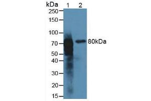 Western blot analysis of (1) Rat Kidney Tissue and (2) Rat Intestine Tissue. (Meprin B 抗体  (AA 433-679))