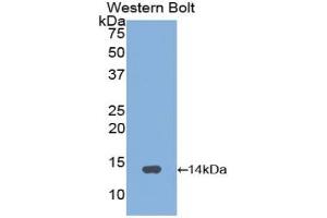Western blot analysis of the recombinant protein. (GNRH1 抗体  (AA 24-92))