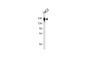 Western blot analysis of lysate from rat H9C2 cell line, using FBLN2 Antibody (A1-1673). (FBLN2 抗体)