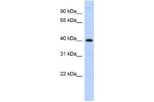 Western Blotting (WB) image for anti-Metallophosphoesterase 1 (MPPE1) antibody (ABIN2459334)