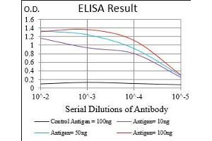 Black line: Control Antigen (100 ng), Purple line: Antigen(10 ng), Blue line: Antigen (50 ng), Red line: Antigen (100 ng), (MAPK14 抗体  (AA 299-360))