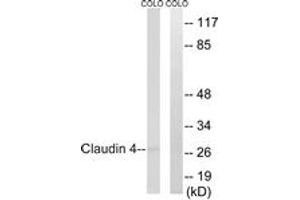 Western blot analysis of extracts from COLO cells, using Claudin 4 (Ab-208) Antibody. (Claudin 4 抗体  (AA 160-209))
