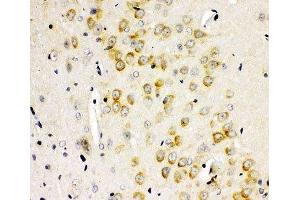 Immunohistochemistry (IHC) image for anti-Glutamate Receptor, Ionotropic, AMPA 2 (GRIA2) (AA 25-360) antibody (ABIN3031067)