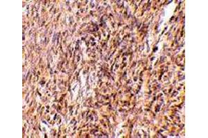 Immunohistochemistry of Trim30 in mouse ovary tissue with Trim30 polyclonal antibody  at 10 ug/mL . (TRIM30 抗体  (N-Term))