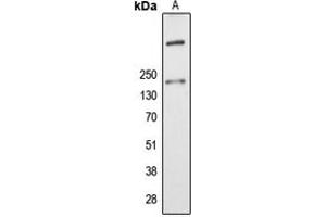 Western blot analysis of ALMS1 expression in K562 (A) whole cell lysates. (ALMS1 抗体  (Center))