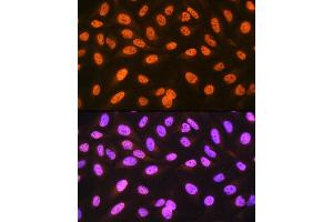 Immunofluorescence analysis of U-2 OS cells using hnRNP C Rabbit mAb (ABIN7267629) at dilution of 1:100 (40x lens). (HNRNPC 抗体)